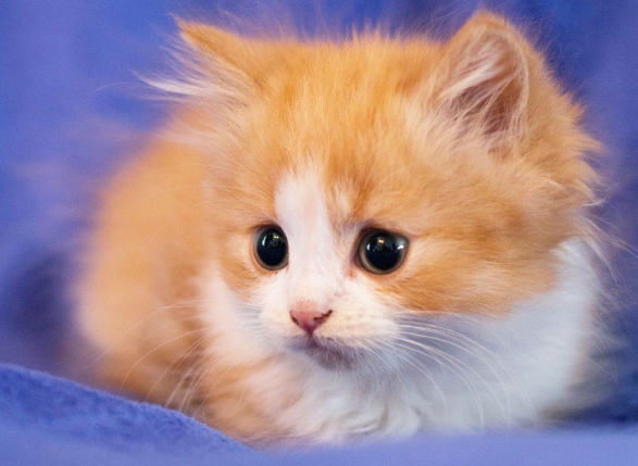 猫为什么有招财的说法 | 很多店里都摆放一个招财猫，为什么会有招财猫的说法呢？(图1)