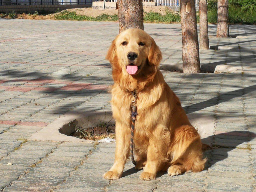 小金毛常见知识，十问十答！（小金毛吧）(图4)