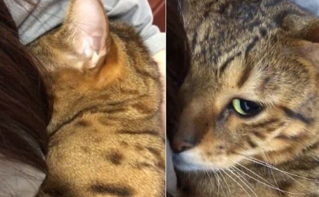 只是去上个班 豹猫闹脾气实力超萌撒娇(图1)