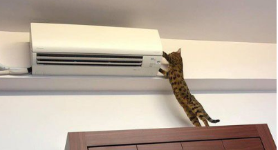 只是去上个班 豹猫闹脾气实力超萌撒娇(图2)