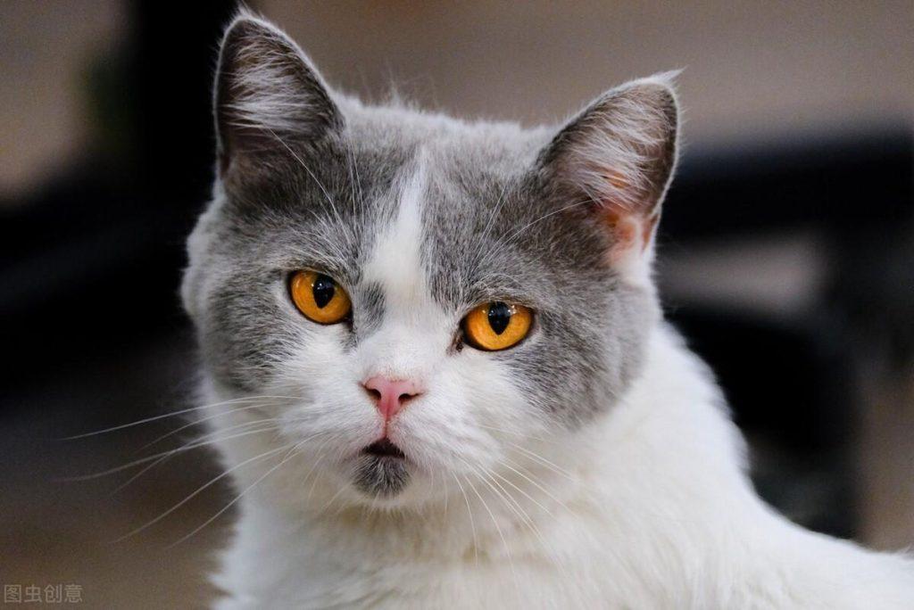 猫咪应该吃多少维生素B？猫咪应该吃多少粒维生素B？(图1)