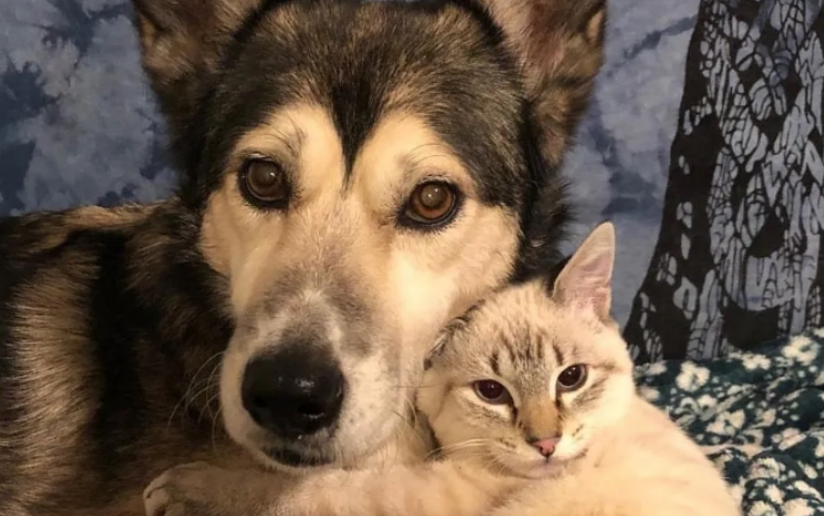 见到瘫痪小猫 阿拉斯加母爱爆棚霸气抱怀中(图1)