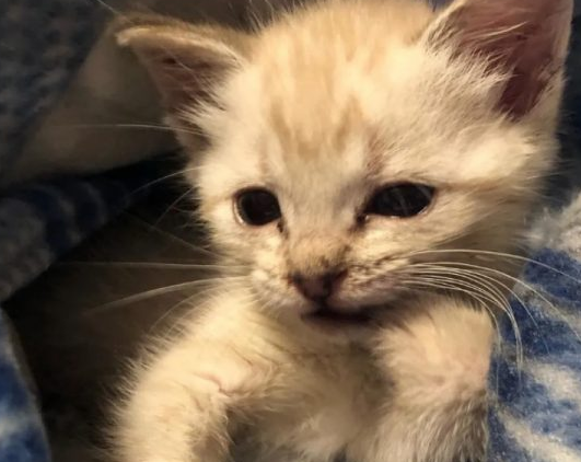 见到瘫痪小猫 阿拉斯加母爱爆棚霸气抱怀中(图2)