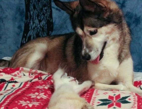 见到瘫痪小猫 阿拉斯加母爱爆棚霸气抱怀中(图3)