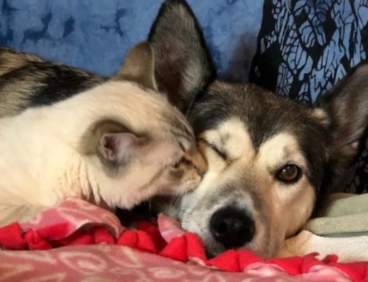 见到瘫痪小猫 阿拉斯加母爱爆棚霸气抱怀中(图4)