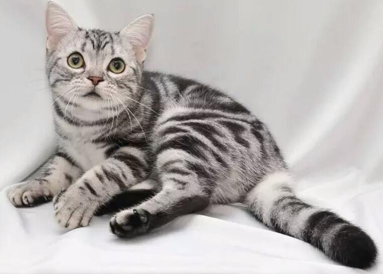 猫咪一共需要打多少疫苗？又有哪些针是必须打的？猫咪必打的几针疫苗(图1)