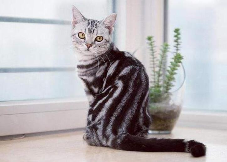 猫咪一共需要打多少疫苗？又有哪些针是必须打的？猫咪必打的几针疫苗(图2)