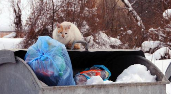 流浪猫头部被罐头卡住险丧命，这种情况并非个例，宠物主要注意(图1)