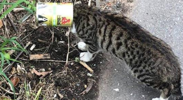 流浪猫头部被罐头卡住险丧命，这种情况并非个例，宠物主要注意(图2)