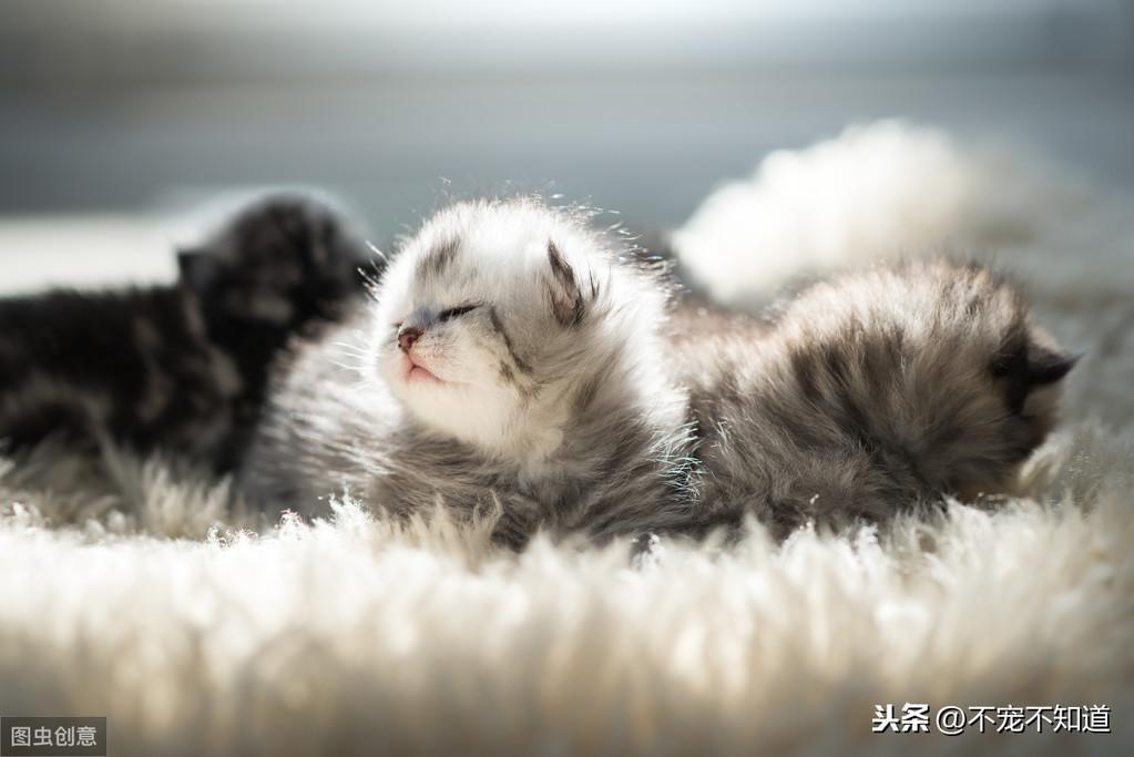 新晋铲屎官：应该怎样为新生或捡来的小奶猫保暖？如何为小奶猫保暖？(图3)
