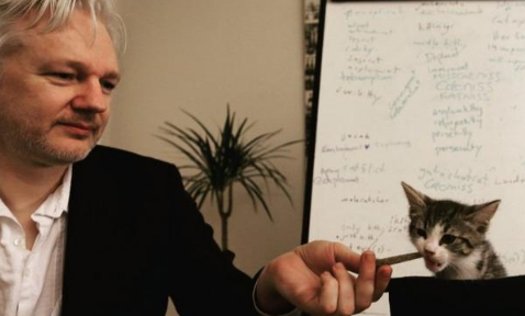 黑客阿桑奇被捕后 维基解密说阿桑奇的猫安全的(图2)