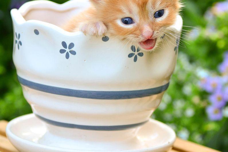 茶杯猫的寿命是多久？它们只能活几年？(图6)