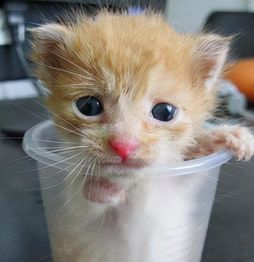 茶杯猫的寿命是多久？它们只能活几年？(图2)