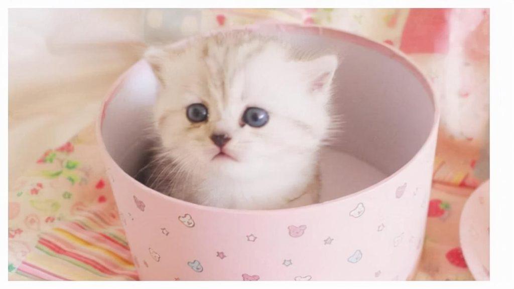 茶杯猫的寿命是多久？它们只能活几年？(图3)