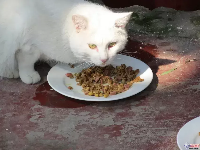 猫咪摄入维生素过多会中毒，铲屎官千万别乱喂了！(图5)