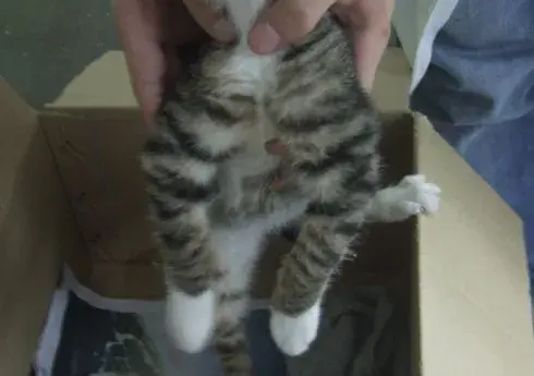 猫咪摄入维生素过多会中毒，铲屎官千万别乱喂了！(图7)