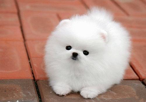 新手养狗手册：一个多月的狗狗吃什么？（一个多月的宠物狗吃什么好养）(图1)