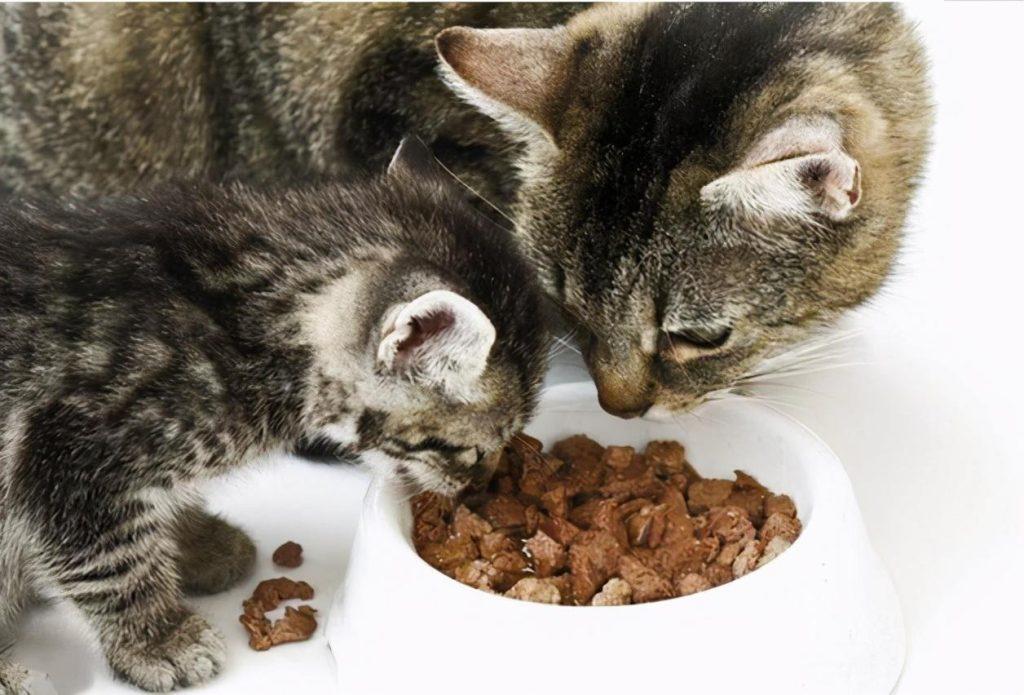 如何正确饲养猫咪？养猫攻略(图2)