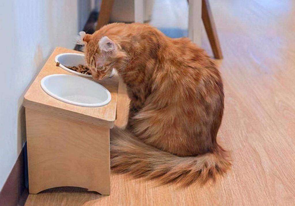 如何正确饲养猫咪？养猫攻略(图3)