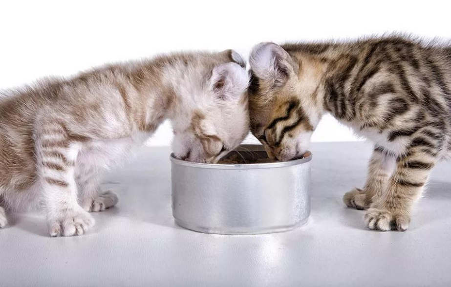 如何正确饲养猫咪？养猫攻略(图4)