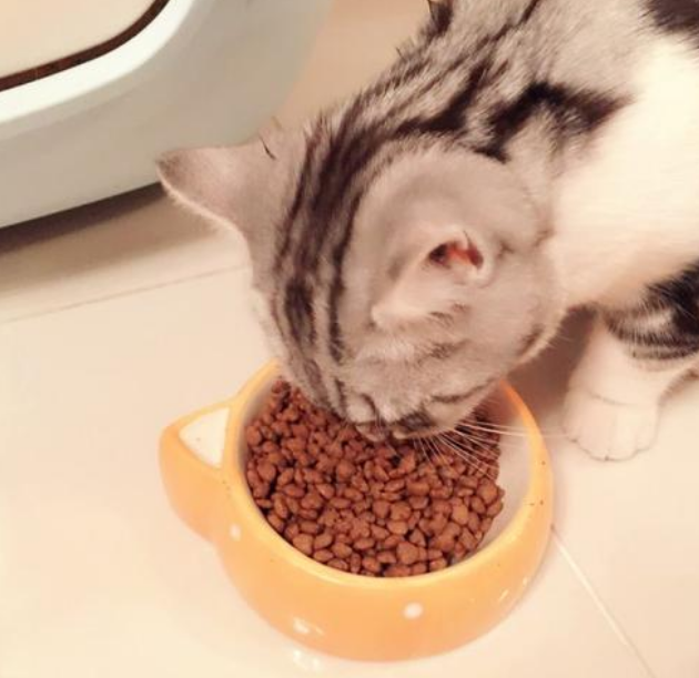 如何正确饲养猫咪？养猫攻略(图5)