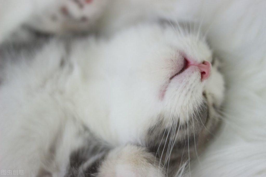 猫瘟很可怕，猫咪一旦得上猫瘟不易治，猫瘟的治愈率高吗？(图3)