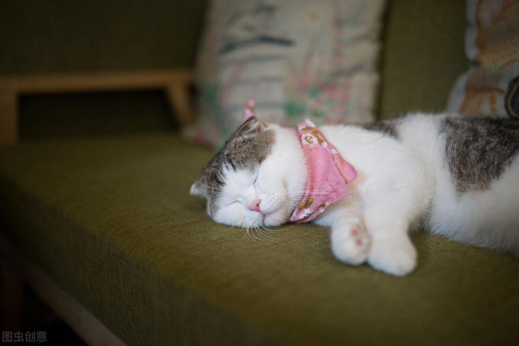 猫瘟很可怕，猫咪一旦得上猫瘟不易治，猫瘟的治愈率高吗？(图4)