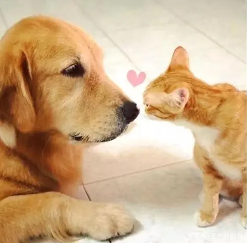 女子旅行中相中一猫一狗，冲动收养却很值得，6年来一直伴她同行(图2)