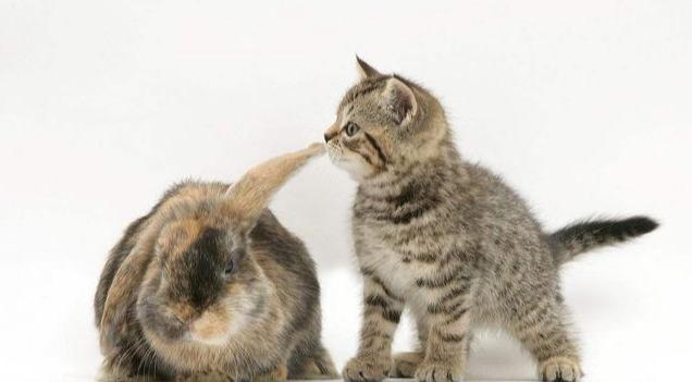 母猫做绝育多少钱？母猫做绝育手术需要多少钱?(图4)