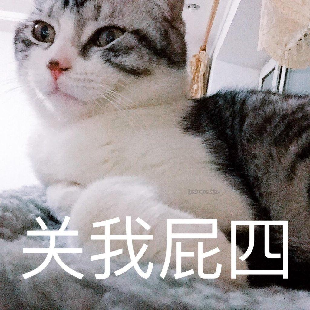 养猫别冲动，以下火葬场”的四种猫咪，劝你别冲动就养(图1)