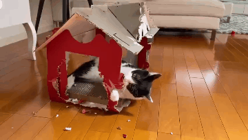 养猫别冲动，以下火葬场”的四种猫咪，劝你别冲动就养(图2)