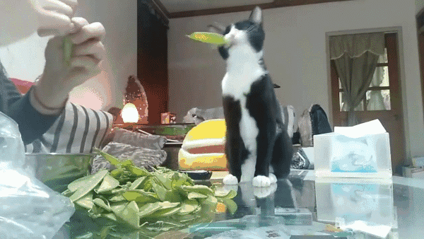 养猫别冲动，以下火葬场”的四种猫咪，劝你别冲动就养(图3)