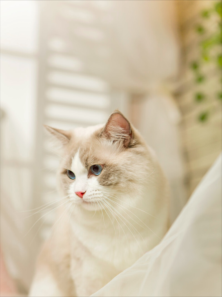 养猫别冲动，以下火葬场”的四种猫咪，劝你别冲动就养(图5)