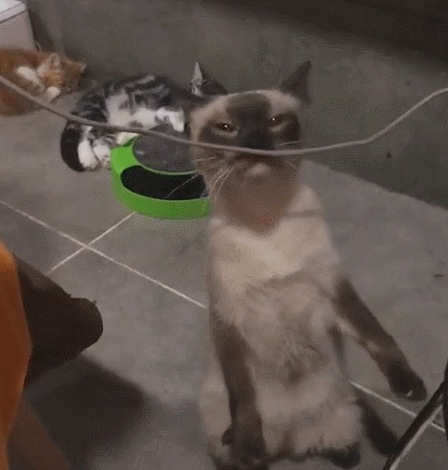 养猫别冲动，以下火葬场”的四种猫咪，劝你别冲动就养(图7)