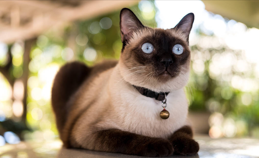 养猫别冲动，以下火葬场”的四种猫咪，劝你别冲动就养(图8)