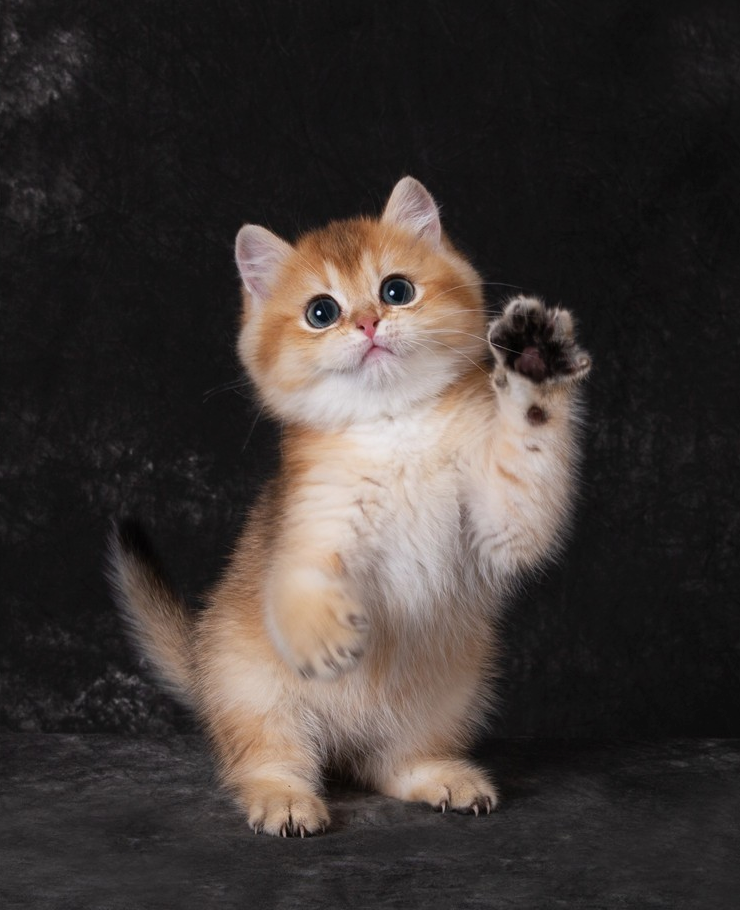 廊坊市起司猫-听从你的指令行事(图1)