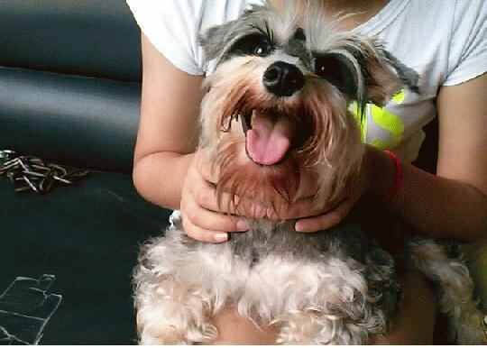 雪纳瑞犬怎么那么臭？不用说，这些地方你没有清理过！（雪纳瑞很臭）(图4)