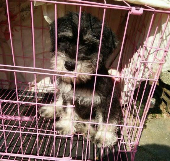 雪纳瑞犬怎么那么臭？不用说，这些地方你没有清理过！（雪纳瑞很臭）(图5)