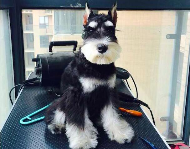 雪纳瑞犬怎么那么臭？不用说，这些地方你没有清理过！（雪纳瑞很臭）(图1)