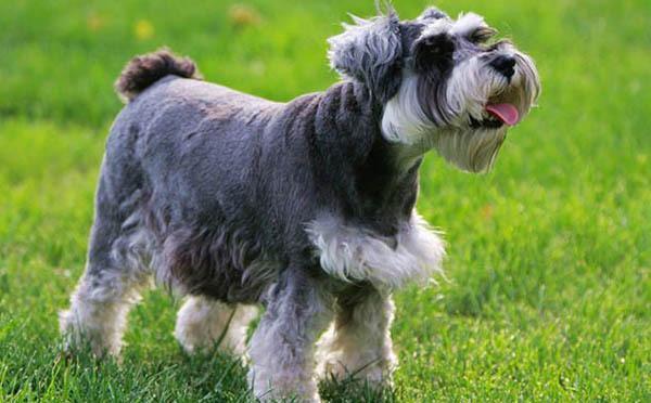 雪纳瑞犬怎么那么臭？不用说，这些地方你没有清理过！（雪纳瑞很臭）(图2)