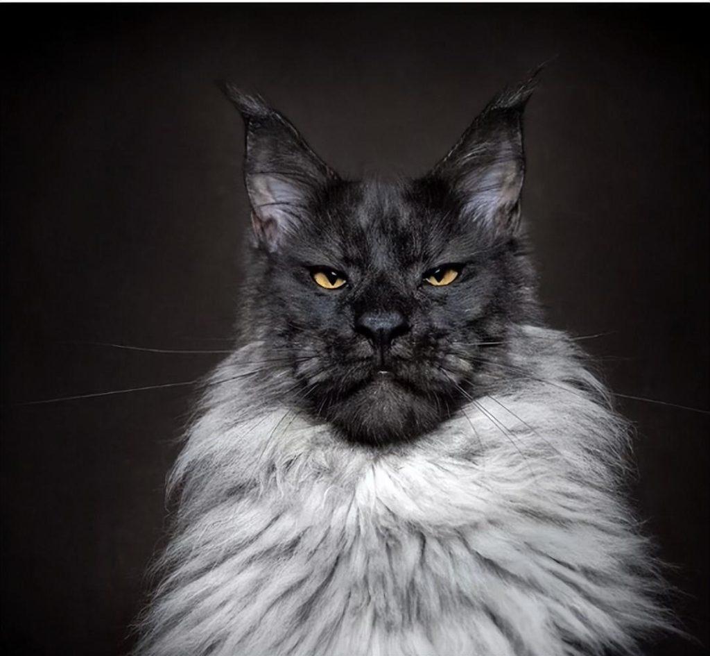 缅因猫幼崽多少钱一只？缅因猫有什么优缺点？(图5)