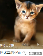 猫的价格规律，和三十种常见品种猫的合理价格(图3)