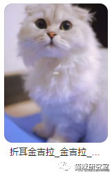 猫的价格规律，和三十种常见品种猫的合理价格(图7)