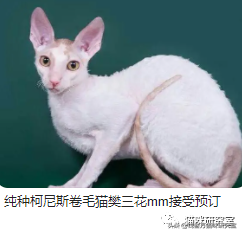 猫的价格规律，和三十种常见品种猫的合理价格(图11)