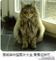 猫的价格规律，和三十种常见品种猫的合理价格(图14)