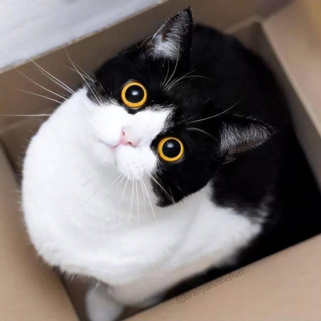 再有钱也不要养这5种猫，网友表示：简直就是在养祖宗(图7)