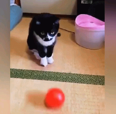 再有钱也不要养这5种猫，网友表示：简直就是在养祖宗(图8)