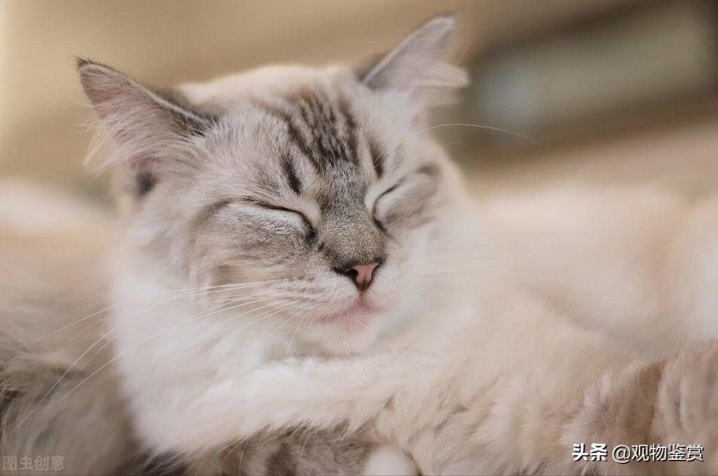 英短一般多重？英短标准体重对照表(图5)