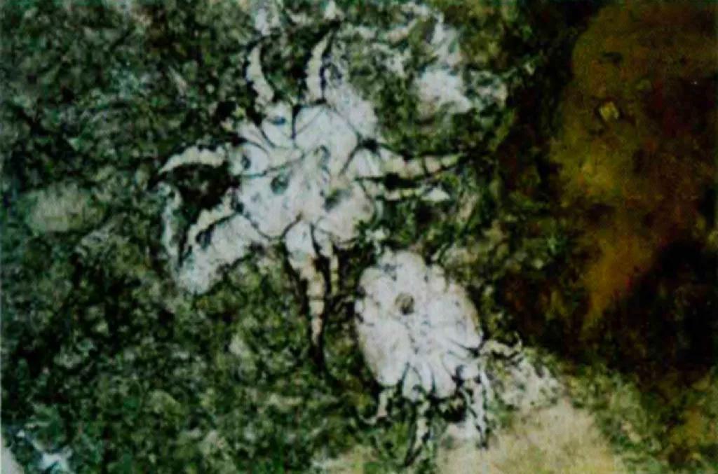 怎样治疗猫耳螨？10块钱教你治好耳螨(图2)