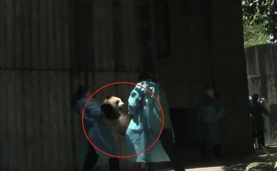 熊猫捣乱被抓，屡次攻击奶妈失败，下一秒引发全场哄笑！(图5)